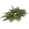 24" Just Cut Norfolk Pine Centerpiece 24" Just Cut Norfolk Pine Centerpiece
