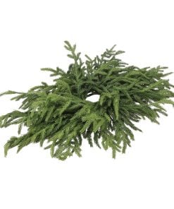 24" Just Cut Norfolk Pine Centerpiece