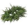 36" Justcut Norfolk Pine Centerpiece
